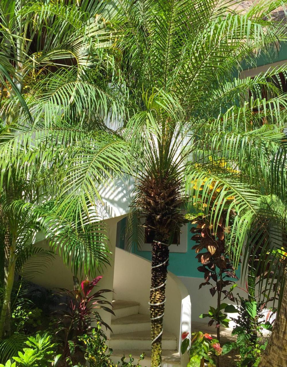 Toto Blue Hotel Boutique Bacalar Exteriér fotografie